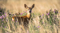 srnec roe-deer-2615377 1280